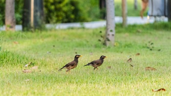 The open green spaces and extensive planting attracts a variety of bird species, enhancing the venue’s biodiversity.